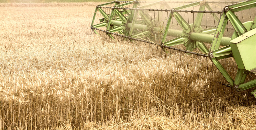 Cultivating organic vegetables through eco-friendly farming and mindful stewardship.