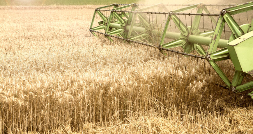 Cultivating organic vegetables through eco-friendly farming and mindful stewardship.