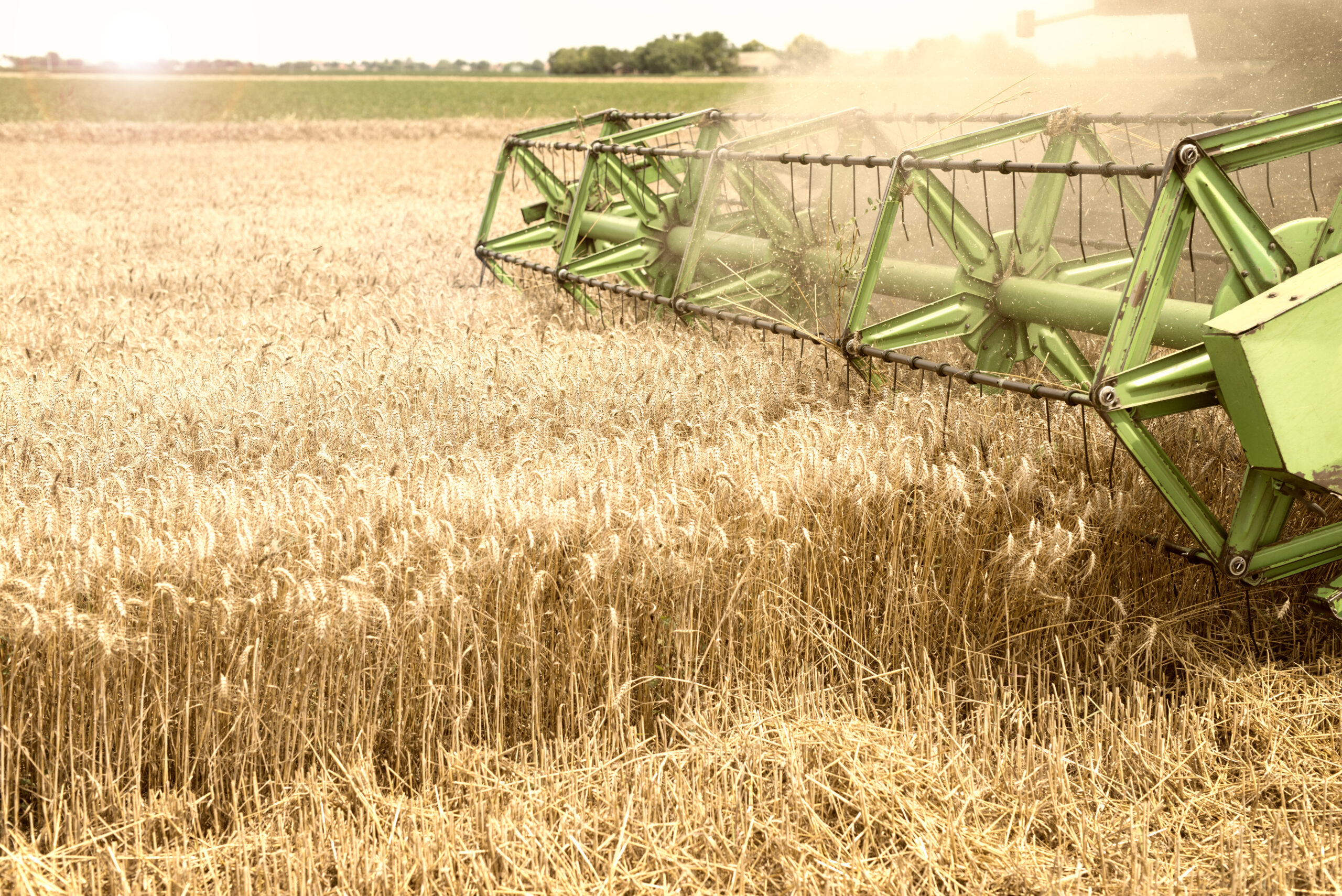 Cultivating organic vegetables through eco-friendly farming and mindful stewardship.