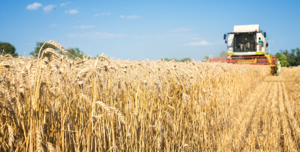 Dedicated farmers working together to bring fresh, high-quality produce from field to table.