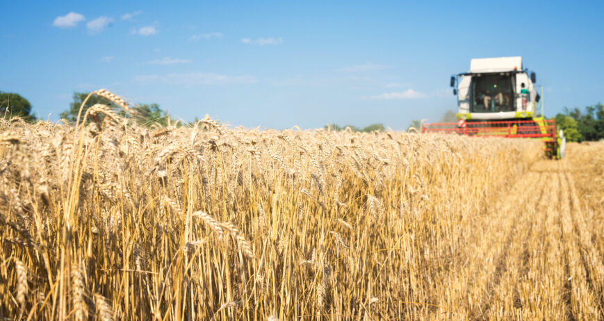 Dedicated farmers working together to bring fresh, high-quality produce from field to table.