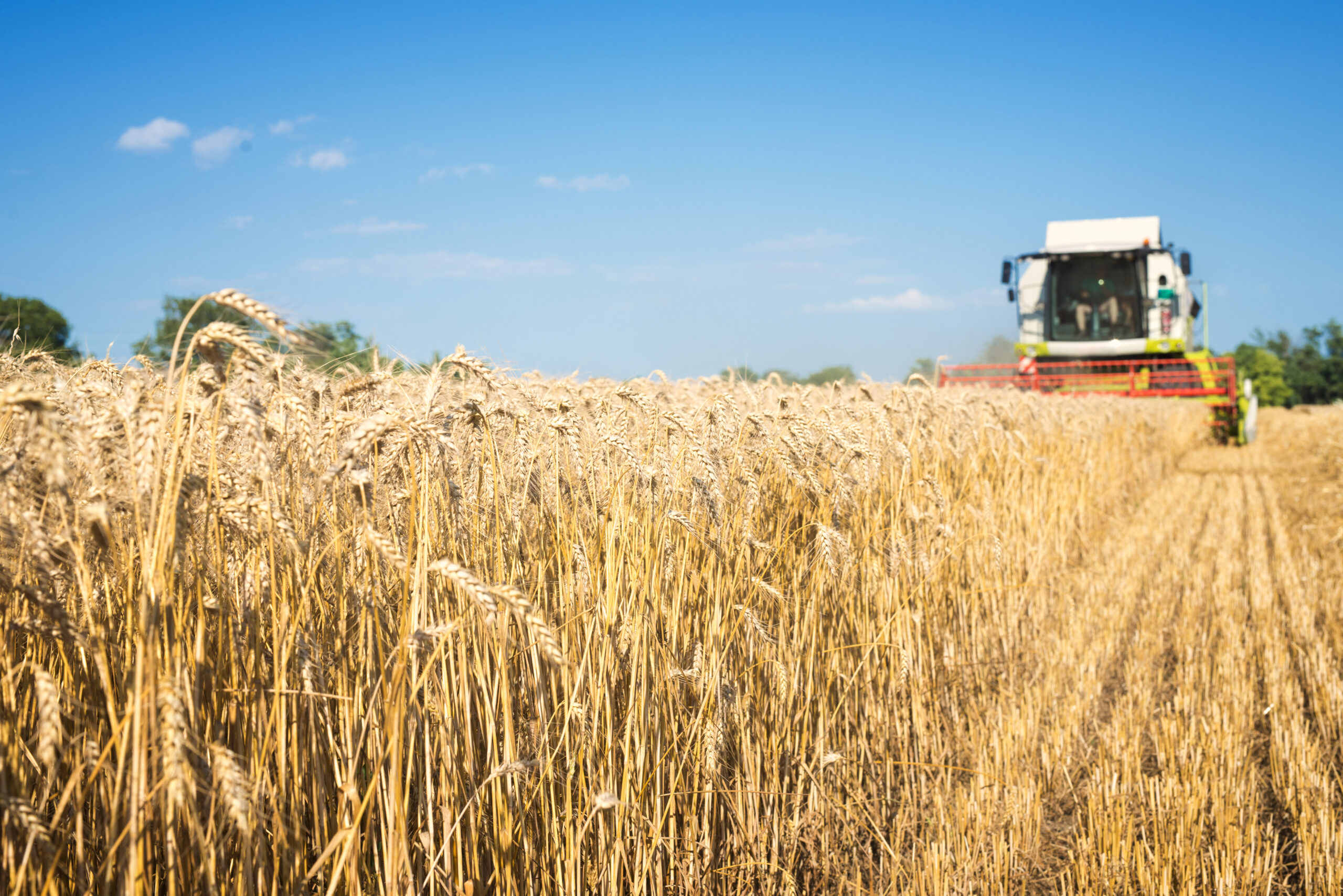 Dedicated farmers working together to bring fresh, high-quality produce from field to table.